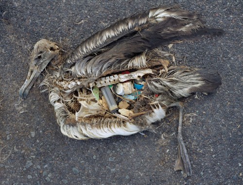 Photo of dead bird with plastic in stomach